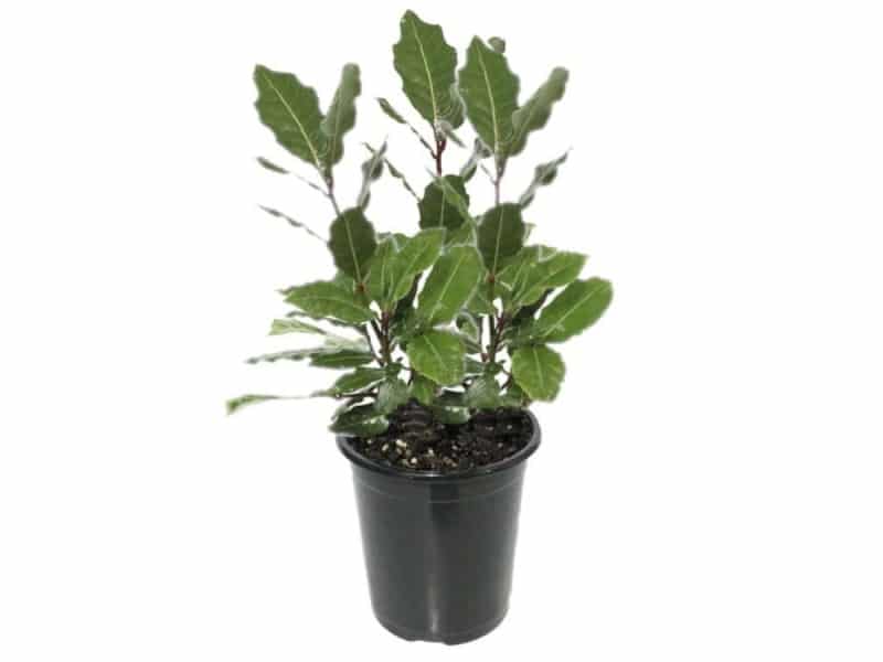 Laurus-nobilis-1-800x600-1.jpg